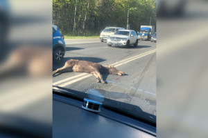 Под Владимиром на трассе Р-132 сбили лося