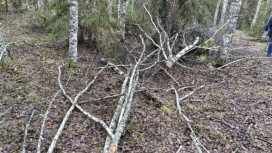 Вырубка деревьев на 100 тыс. рублей во Владимирской области привела к уголовному делу