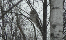 В одном из дворов Владимира заметили длиннохвостую неясыть