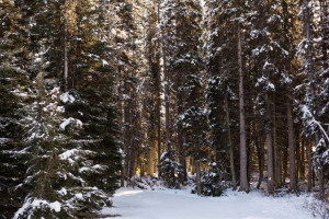 Во Владимирской области 68-летнего мужчину с бородой и усами нашли живым