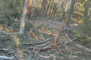 В Коврове вырубка 50 сосен обернулась уголовным делом