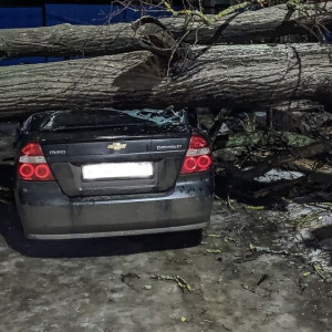 Во Владимирской области дерево упало на Chevrolet