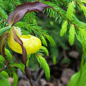 Во Владимирской области зацвели краснокнижные северные орхидеи