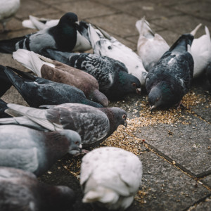 Жители Владимира рассорились из-за голубей в парках и скверах