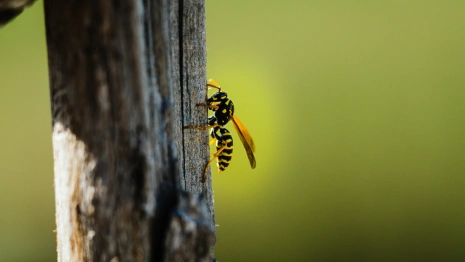 Во Владимирской области женщину спасли от ос
