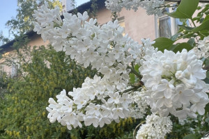 Прогноз погоды во Владимирской области на 19 мая 2025 года