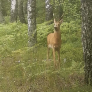 Во Владимирской области насчитали 825 косуль