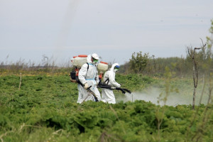 Бороться с борщевиком Сосновского во Владимирской области будут комплексно