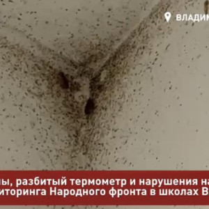 В школах Владимира поселились полчища тараканов
