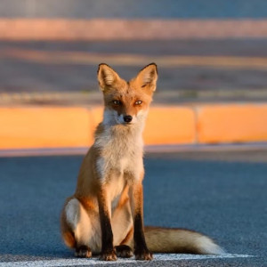 Во Владимирской области выявили 4 новых очага бешенства