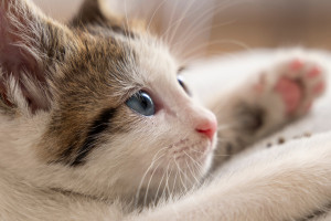 В Собинском районе отменили карантин по бешенству