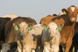 Во Владимирской области производство молока вырастет на 5 тыс. тонн