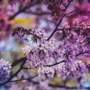 Какая погода ждет жителей Владимирской области в последние майские?