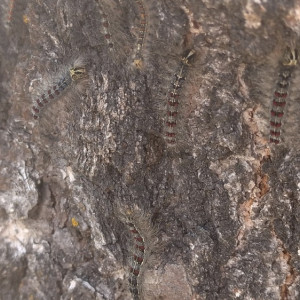 Леса Владимирской области обработают от гусениц шелкопряда только через год