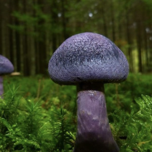 Стало известно наказание за сбор во Владимирской области краснокнижных грибов