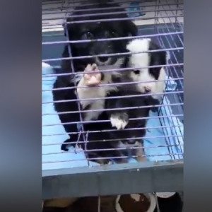 Во Владимирской области щенков выбросили в коробке на мороз