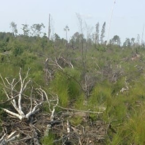 В Судогде лес захламили порубочными остатками после спила деревьев