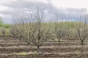 В Суздальском районе зацвел яблоневый сад