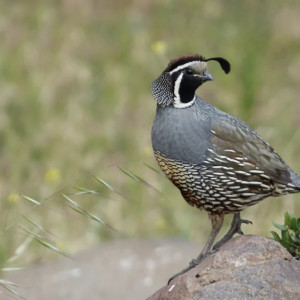 День Мефодия Перепелятника: что можно и чего нельзя делать 3 июля