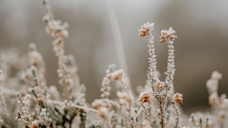 Прогноз погоды во Владимирской области на 25 января