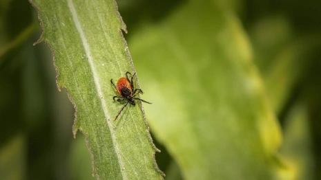 Во Владимирской области 58 снятых с жителей клещей оказались переносчиками болезни Лайма