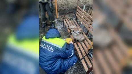 Во Владимире при пожаре спасли женщину и двух котят