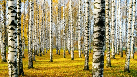 Березосок: что можно и нельзя делать 11 мая