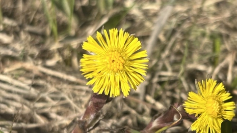 Во Владимире расцвела мать-и-мачеха