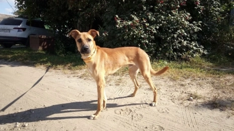 Во Владимире начали поиски новых хозяев для выжившего в «концлагере» пса