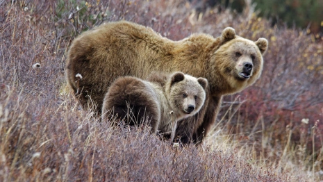 Стартовали съемки нового семейного фильма о животных