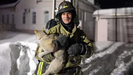 В Гусь-Хрустальном спасатели достали застрявшего на электрическом столбе кота