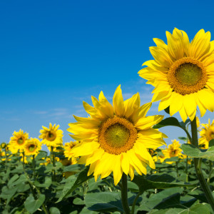 К осени погода во Владимирской области изменится