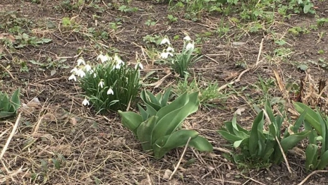 Во Владимирской области заметили первые подснежники