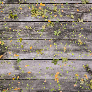 Аномальное тепло вернется во Владимир