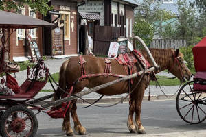 Глава СК напомнил о ДТП с гужевой повозкой и московским журналистом в Суздале