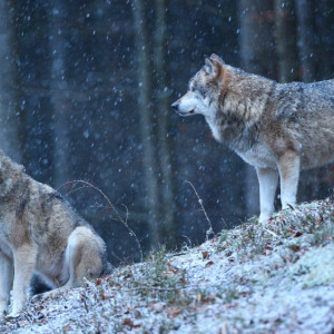 Эксперт объяснил, почему волк загрыз собаку в Меленковском районе
