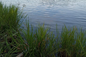 Владимирская область замкнула топ-5 регионов ЦФО по количеству утонувших