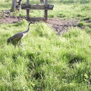 Во Владимирской области сняли кормежку краснокнижного серого журавля