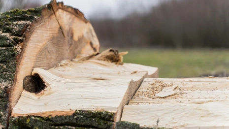 Упавшее в Судогодском районе дерево оставило без света несколько сел и деревень