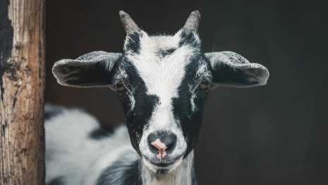 День святителя Тарасия: что можно и чего нельзя делать 10 марта 