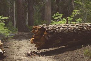 Во Владимирской области дерево насмерть придавило человека