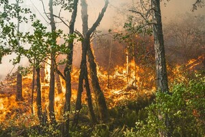 Во Владимирской области за сутки произошли 5 лесных пожаров на площади в 8,8 га