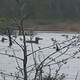 В Петушинском районе переплывающие разлив олени попали на видео