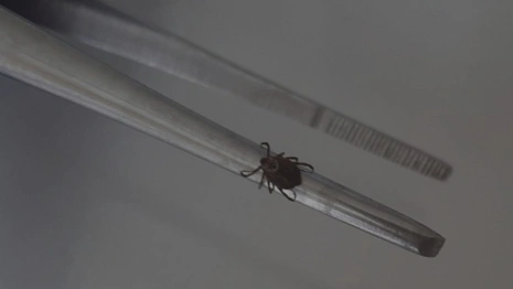 С жителей Владимирской области сняли 17 зараженных вирусами клещей