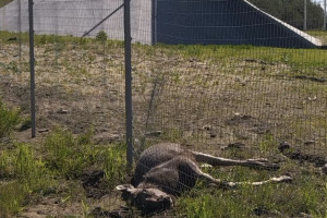 Во Владимирской области застрявшая в заборе на М-12 лосиха погибла