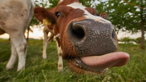 Жительница Владимирской области купила за 90 тысяч бракованную корову