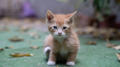 Жительница Владимира о котенке с бешенством: «Он умер практически сразу после укуса» 