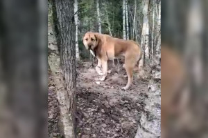 Во Владимирской области в лесу бросили алабая со связанными лапами