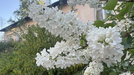 Прогноз погоды во Владимирской области на 1 мая 2025 года