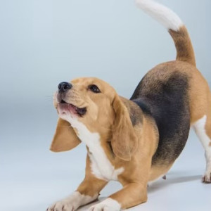 Во Владимире установят первые в городе урны для собачьих экскрементов